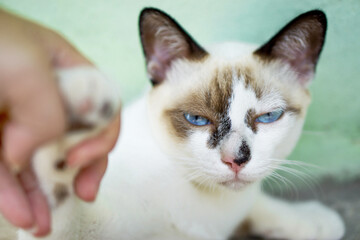 Cranky cat. Human grabbed cat hand and he felt very upset that can't resist human force.