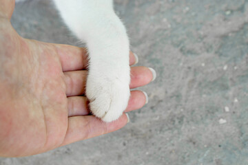 Cat paw on human palm. Tame cat.
