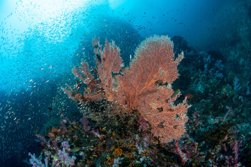 Fototapeta na wymiar Gorgonian sea fan surrounded by a shoal of Glassfish