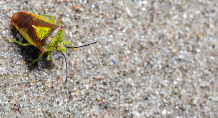 green insect on the ground