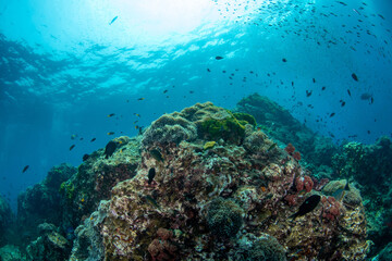 Naklejka na ściany i meble Colourful coral reef and shoal of fish in a tropical sea of Andaman sea