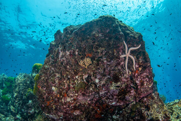 Colourful coral reef and shoal of fish in a tropical sea of Andaman sea