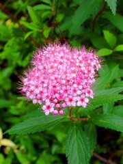 朝の公園の満開の下野の花