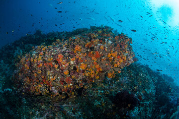 Plakat Colourful coral reef and shoal of fish in a tropical sea of Andaman sea
