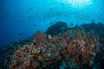 Obraz na płótnie Canvas Colourful coral reef and shoal of fish in a tropical sea of Andaman sea