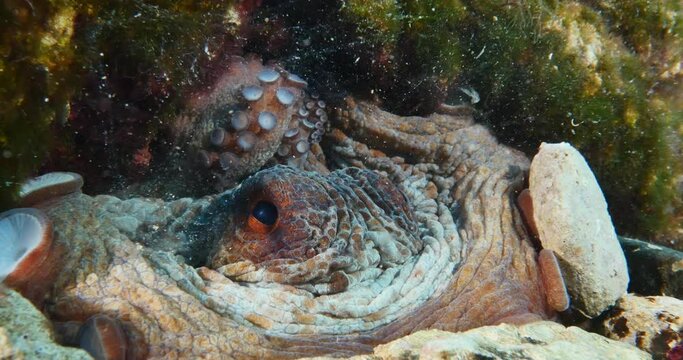 wrinkled octopus fish acting strange underwater hiding ocean scenery