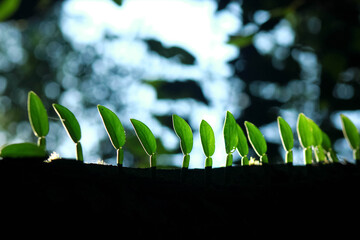 The queue of strange creeper plant on broken tree