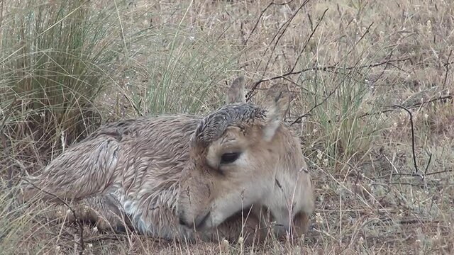 Kalmykia. Steppe, newborn saiga antelope cub.