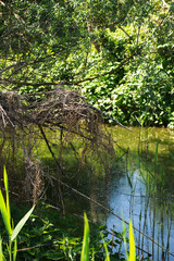 Wildlife away from civilization with impenetrable swamps