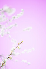 Fototapeta na wymiar cherry blossom in spring on pink background