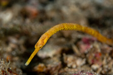 Portrait of Bentstick Pipefish, Trachyrhamphus bicoarctatus 