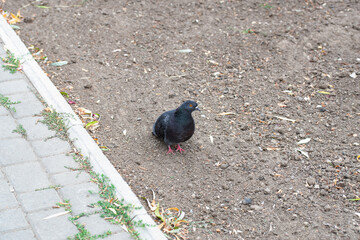 A lone dove walks on the ground in a city park dove land