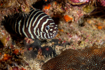 Zebra moray eel, Gymnomuraena zebra living in a tropical coral reef of Similan Islands Thailand. 