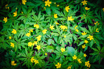 Fototapeta premium Spring green grass texture with flowers