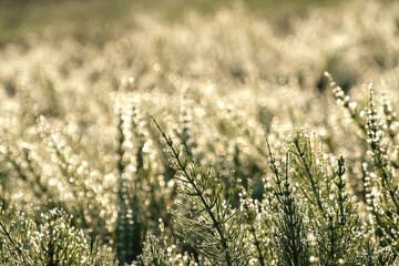 Raindrops on young green field horsetail and white glittering bokeh .