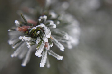 Frozen spruce  branches - close up