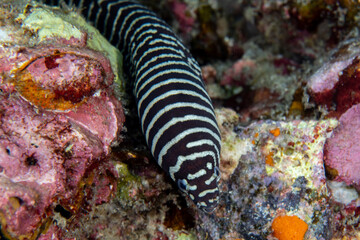 Zebra moray eel, Gymnomuraena zebra living in a tropical coral reef of Similan Islands Thailand. 