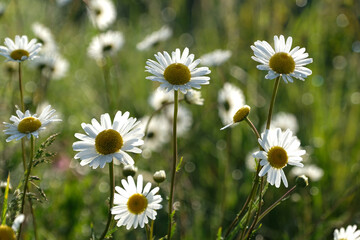 Blooming oxeye daisy, white yellow wild flowers and dew droplets.