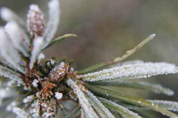 Naklejka na ściany i meble Frozen spruce branches - close up