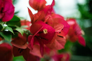Red Flower on a green hazy background