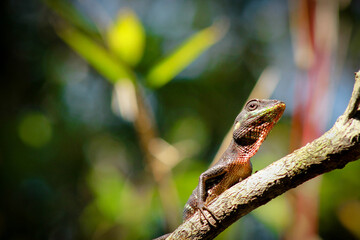 Exotic lizard observes front visualization for own safe guard in Adam's Peak wilderness sanctuary