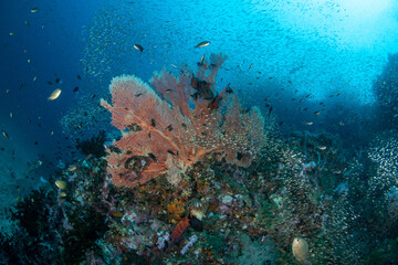 Fototapeta na wymiar Gorgonian sea fan surrounded by a shoal of Glassfish
