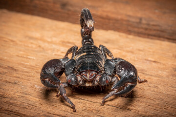 Emperor scorpion, Heterometrus laoticus on wooden background