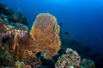 Huge Gorgonian Sea Fan on a tropical coral reef in Andaman sea