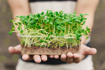 Microgreen with soil in hands closeup. Man holds green microgreen of sunflower seeds in hands. Healthy vegeterian food delivery.