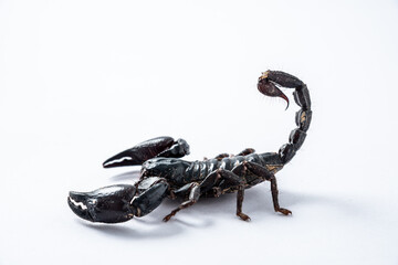 Emperor scorpion, Heterometrus laoticus on white background