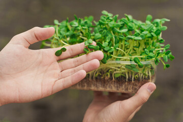 Naklejka na ściany i meble Microgreen with soil in hands closeup. Man touches green microgreen of sunflower seeds in hands. Healthy vegeterian food delivery.