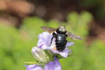 Holzbiene auf einer Glockenblume