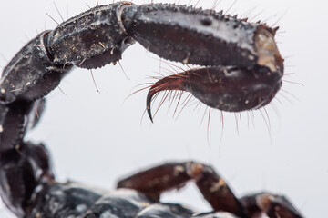Close up picture of emperor scorpion's stinger, Heterometrus laoticus on white background