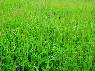 緑肥茂る初夏の畑