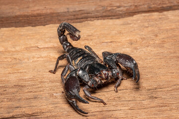 Emperor scorpion, Heterometrus laoticus on wooden background