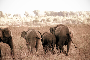 Family of elephants are walking towards their home in evening time after having lack of foods and water due to dry season.