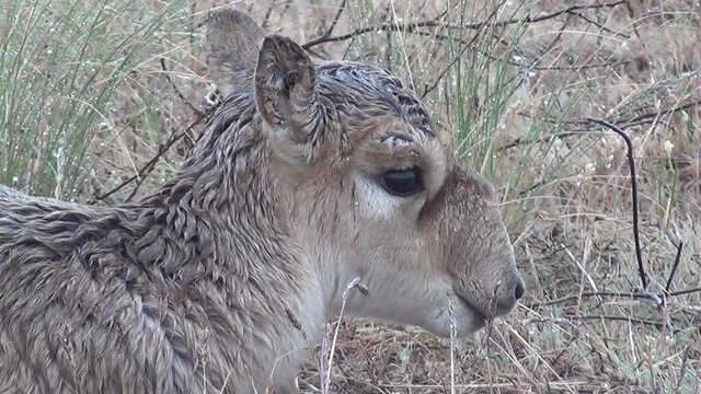 Kalmykia. Steppe, newborn saiga antelope cub.