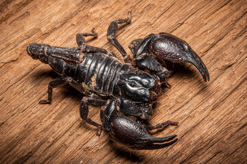 Emperor scorpion, Heterometrus laoticus on wooden background