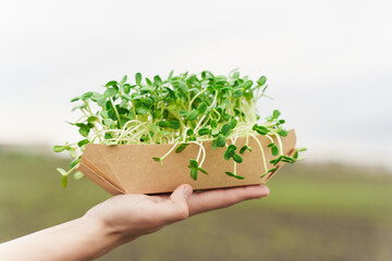 Fototapeta na wymiar Closeup microgreen of sunflower seeds with soil in eco friendly disposable carton plate. Man holds microgreen in hands. Idea for healthy vegan green food advert. Vegeterian food delivery service.