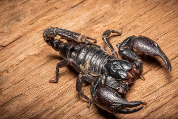 Emperor scorpion, Heterometrus laoticus on wooden background