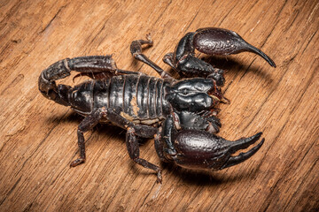 Emperor scorpion, Heterometrus laoticus on wooden background