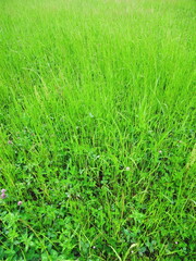 緑肥茂る初夏の畑