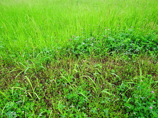緑肥茂る初夏の畑