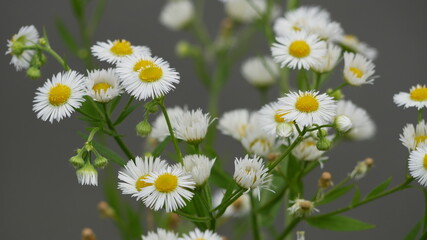 Small white flowers in tokyo roadside