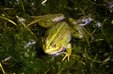 Frog in a water pond. Green nature