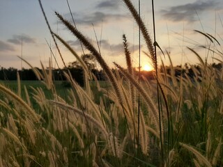 Obraz premium reeds at sunset
