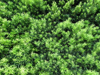 初夏の槇の生垣