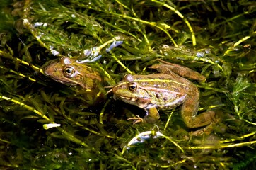 Frogs in a water pond. Green nature