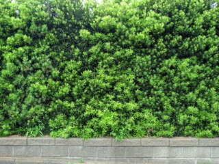 初夏の槇の生垣