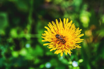 Bee working on yellow dandelion.